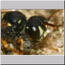 Cerceris quinquefasciata - Knotenwespe 06e 8mm beim Nesteintrag von Ruesselkaefern - OS-Wallenhorst Sandgrube.jpg